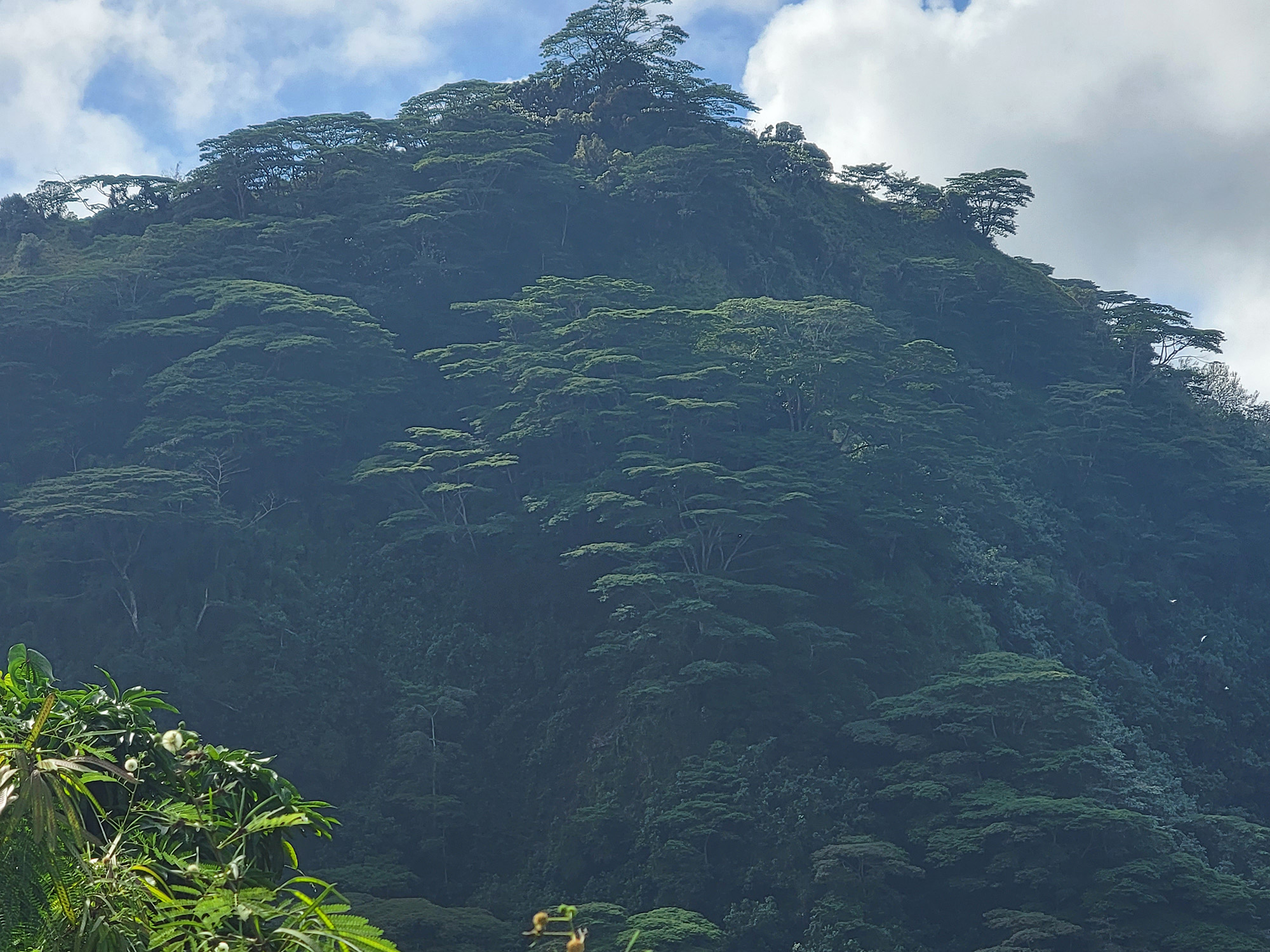 A tropical hillside covered with falcata trees, which inspired the Falcata Group logo.