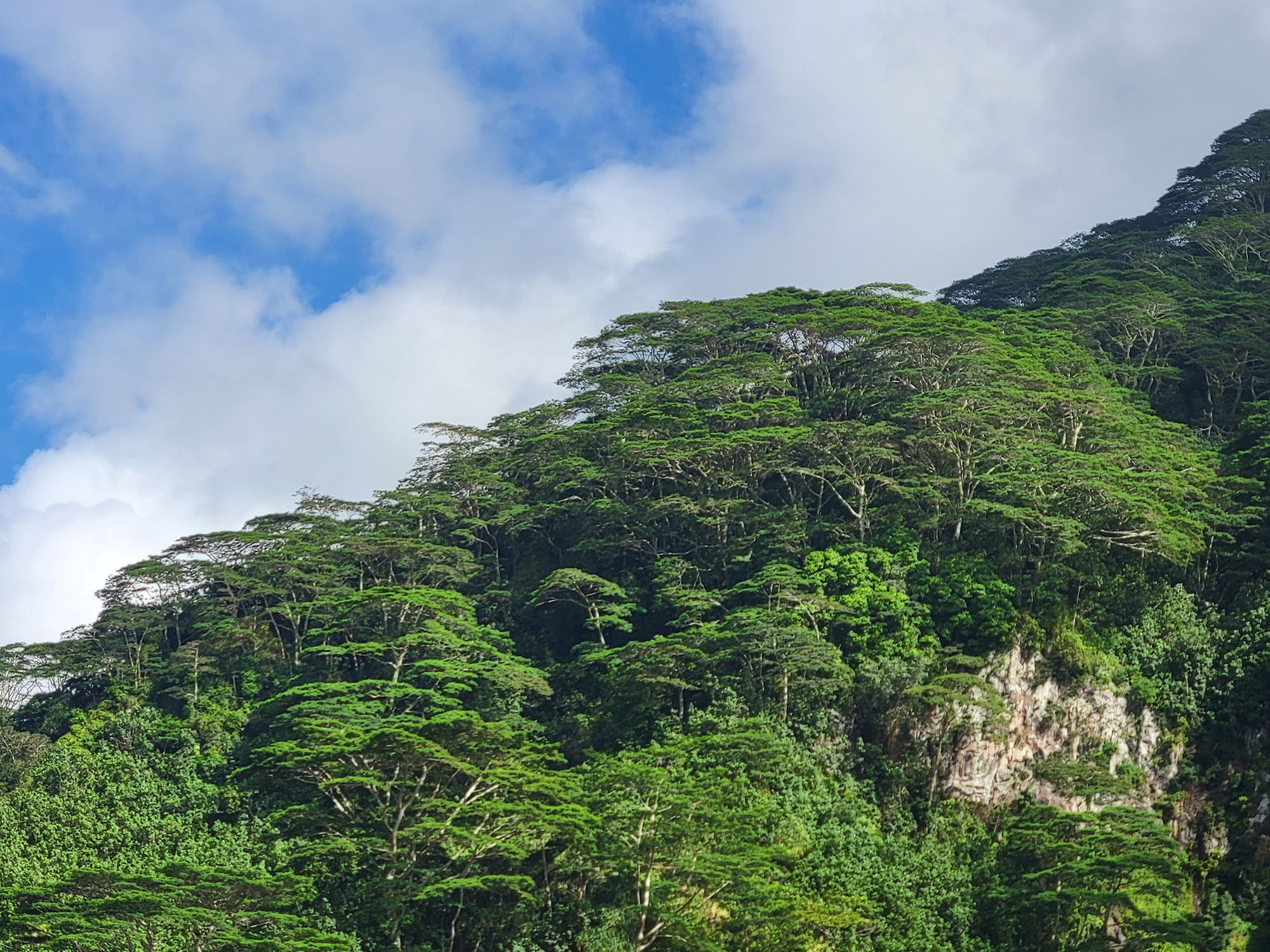 Falcata trees against a blue sky with clouds, on a Nuku Hiva hillside, evocative of the Falcata Group logo.